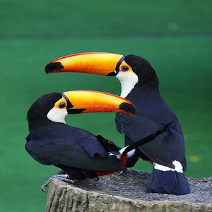 Meditação do Tucano